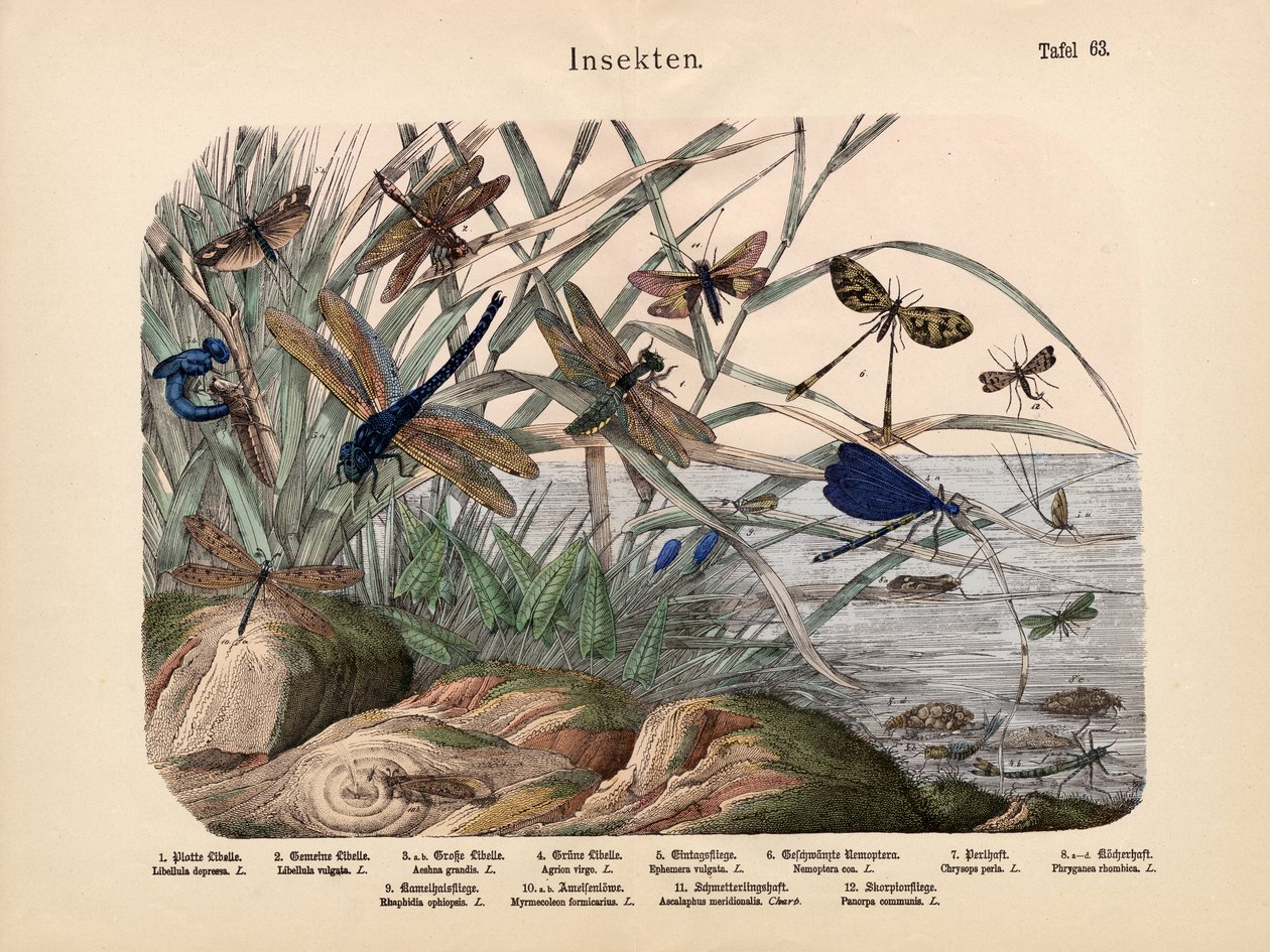 Insects by German School