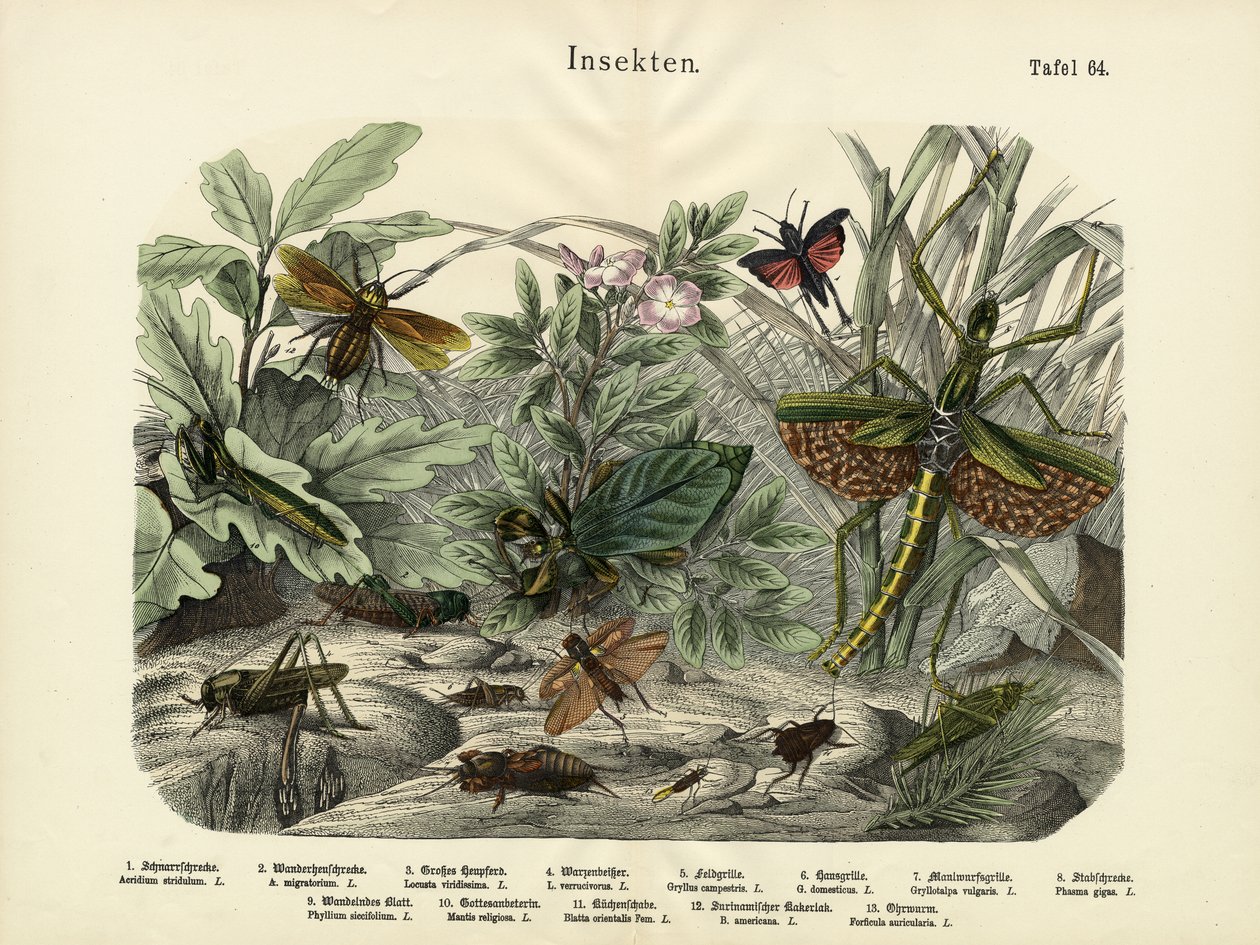 Insects by German School