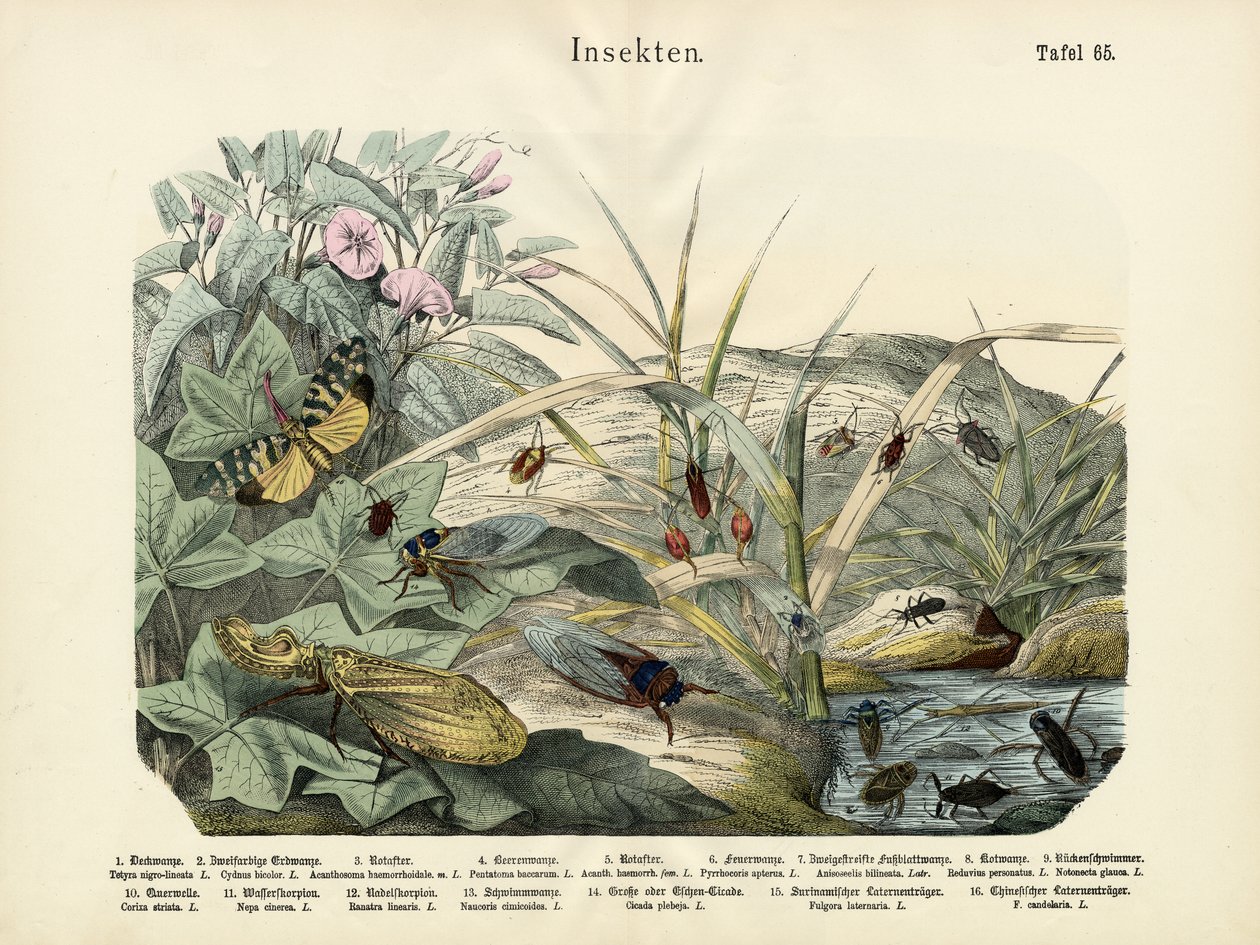 Insects by German School