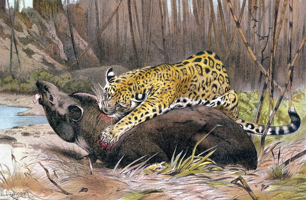 Jaguar, plate from Brehms Tierleben by German School