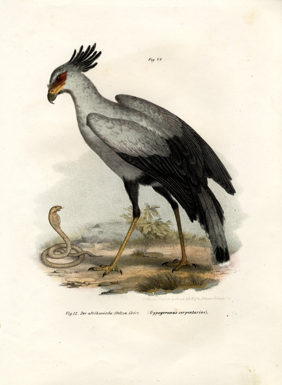 Long-Legged Raptorial Bird by German School