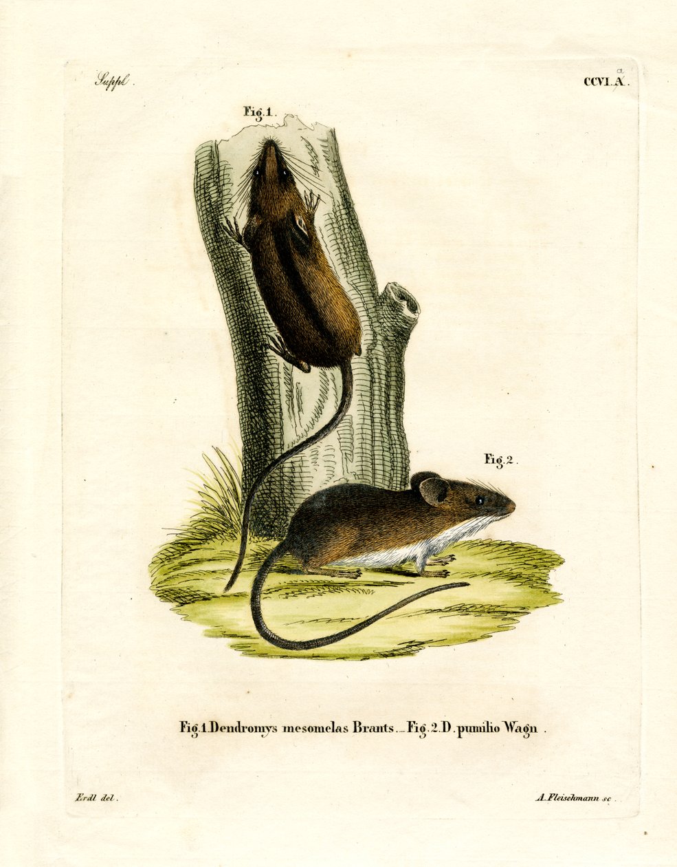 Long-tailed Tree Mouse by German School