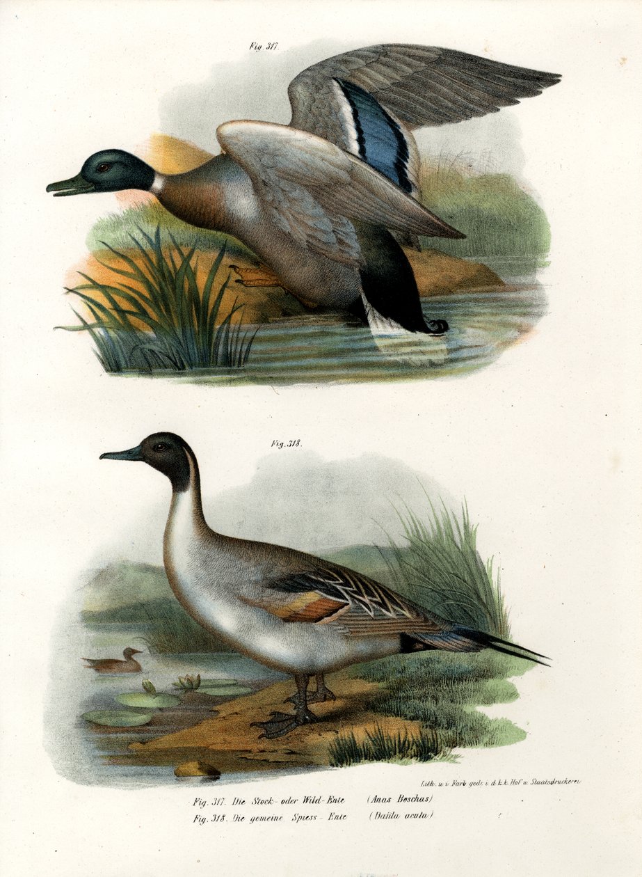 Mallard by German School