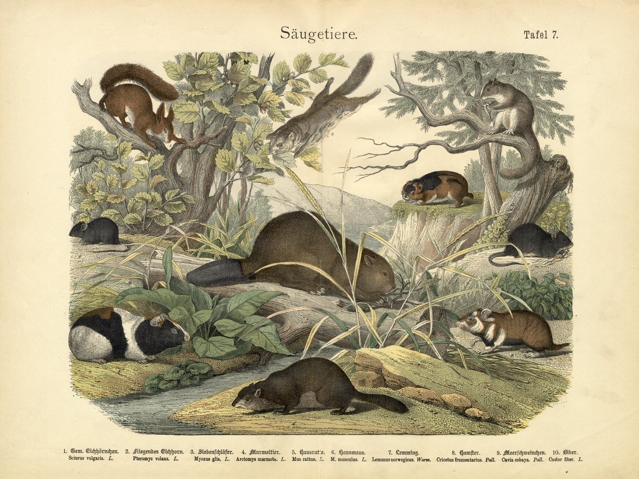 Mammals by German School