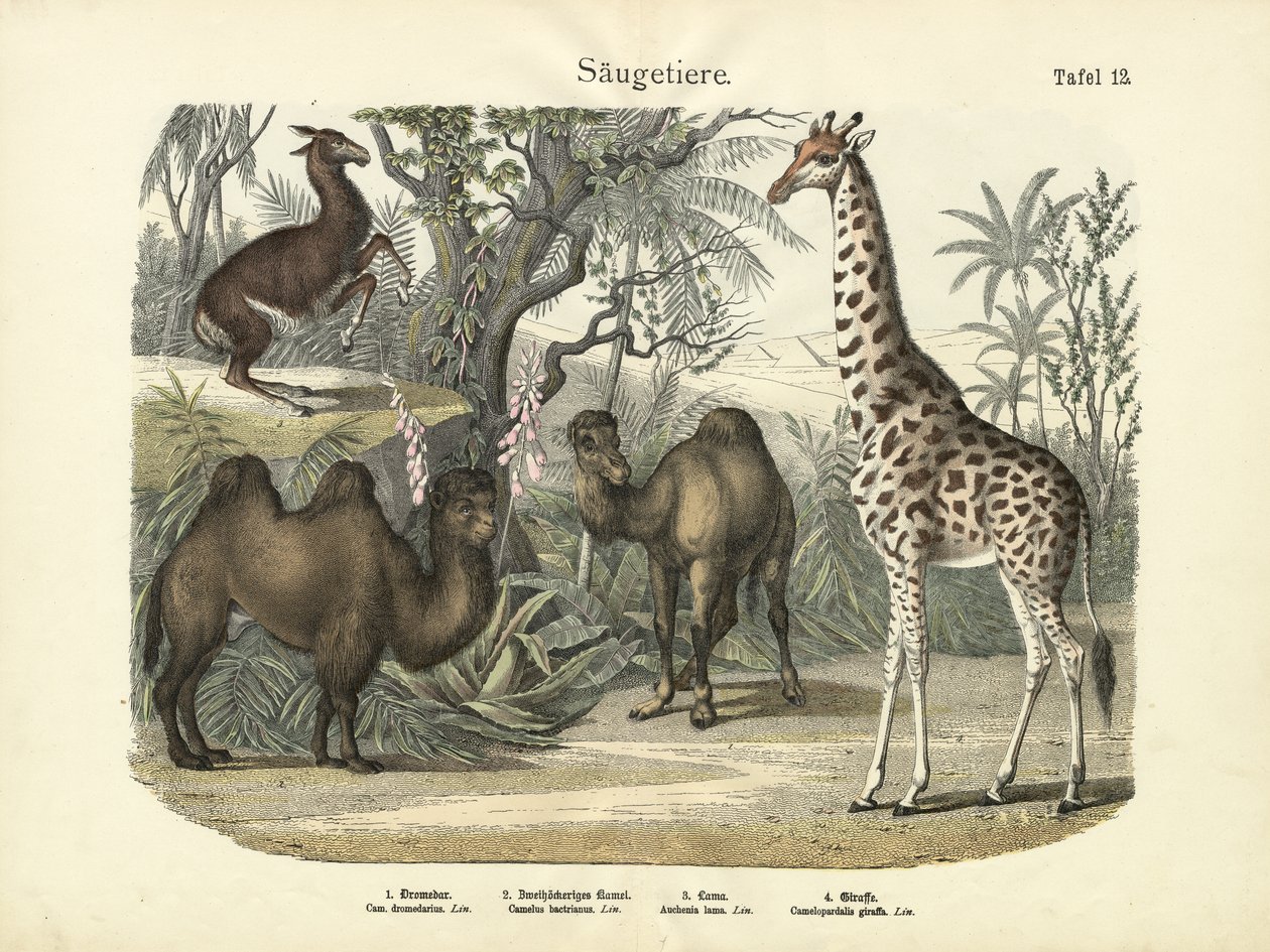 Mammals by German School