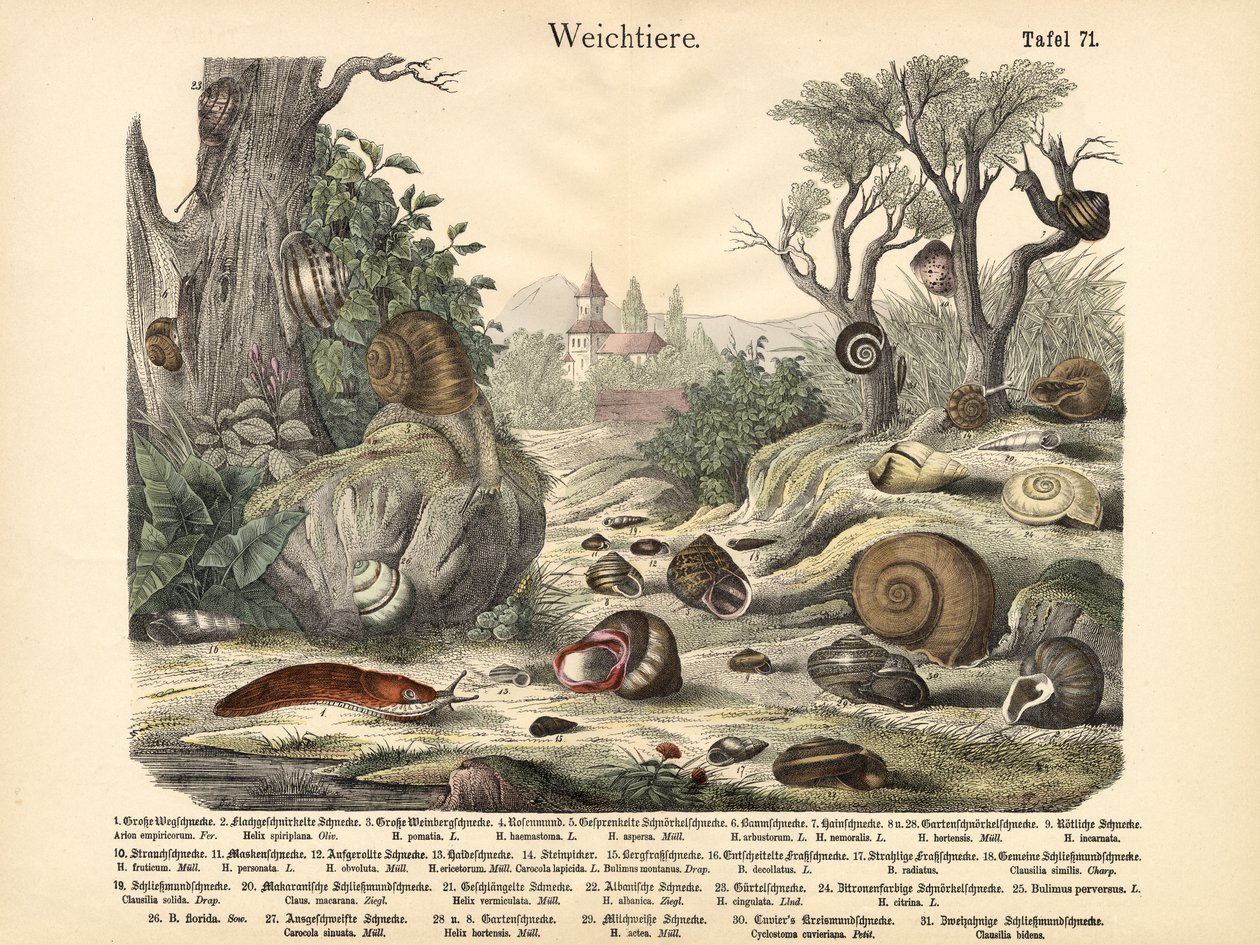 Molluscs by German School
