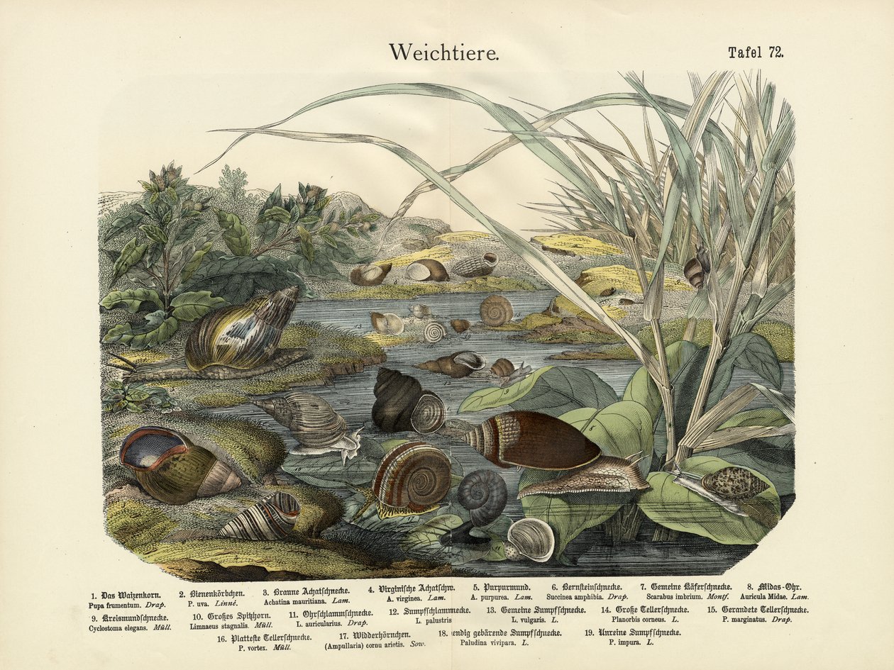 Molluscs by German School