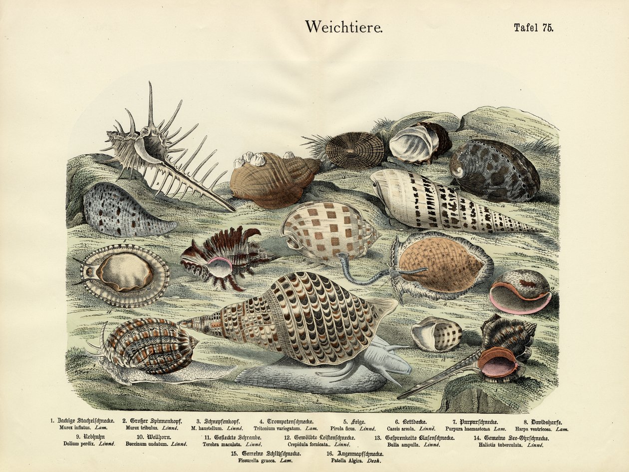 Molluscs by German School