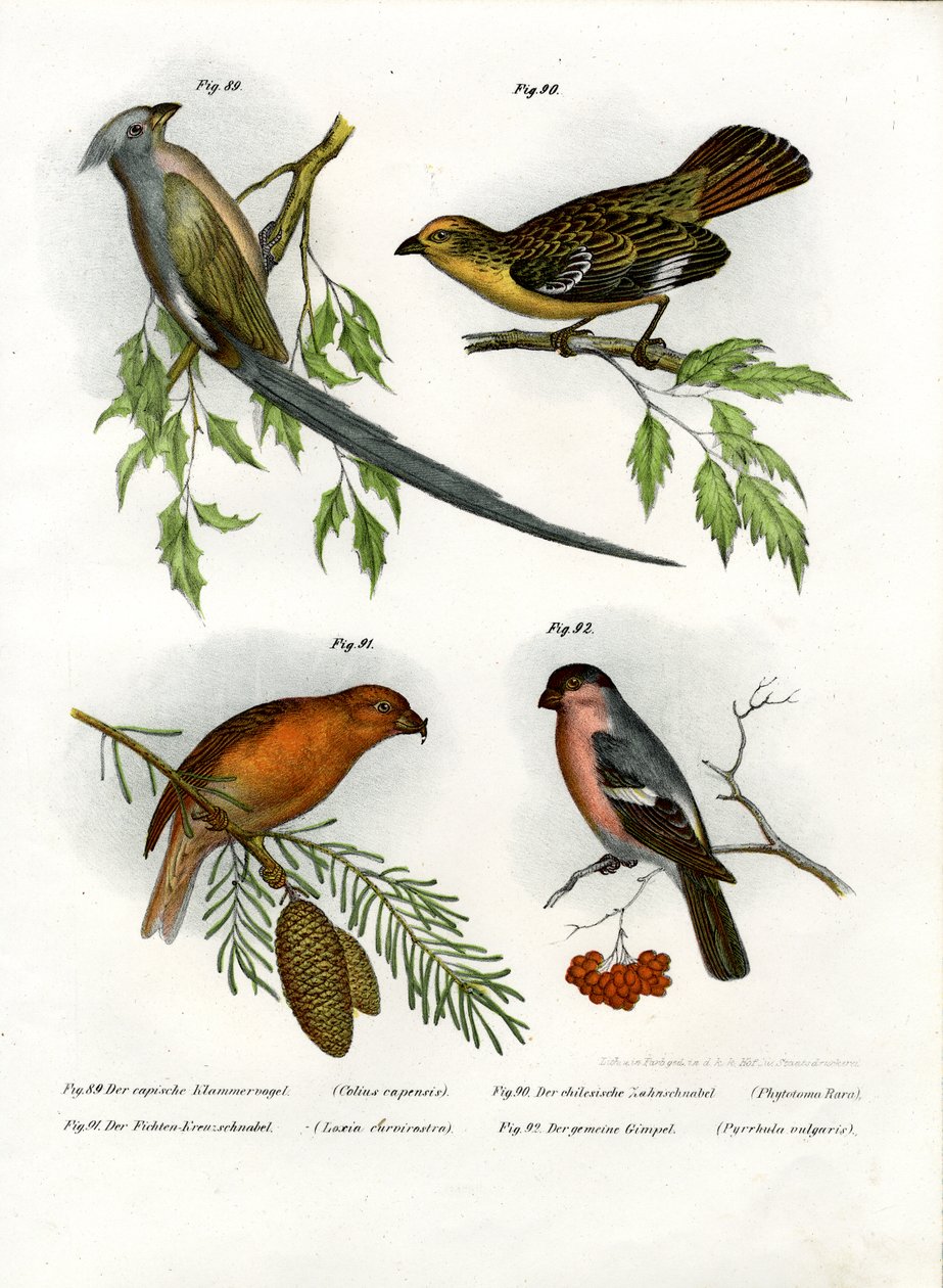 Mousebird by German School
