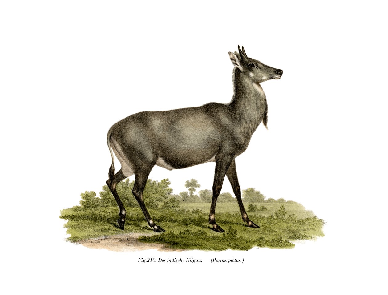 Nilgai by German School