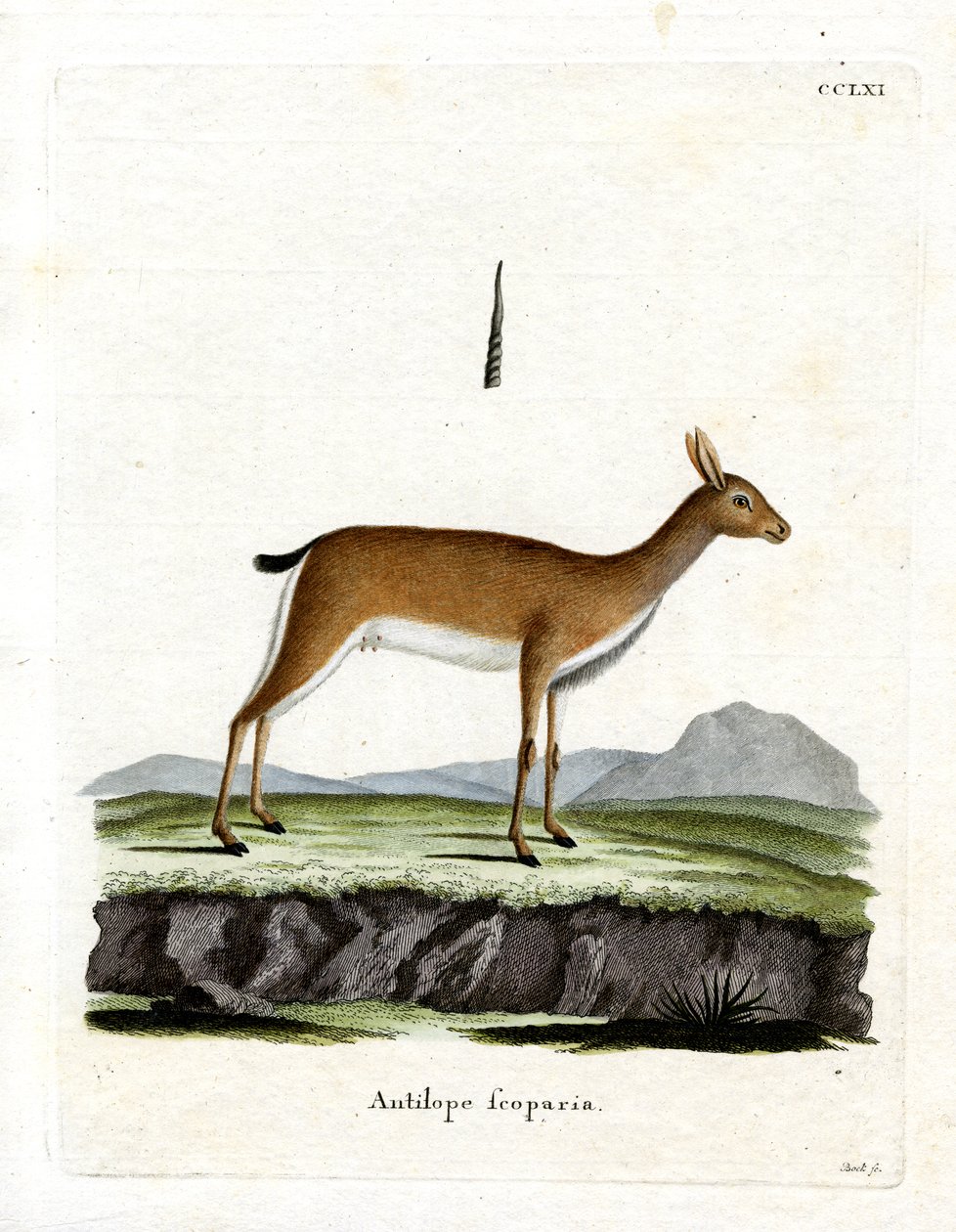 Oribi by German School
