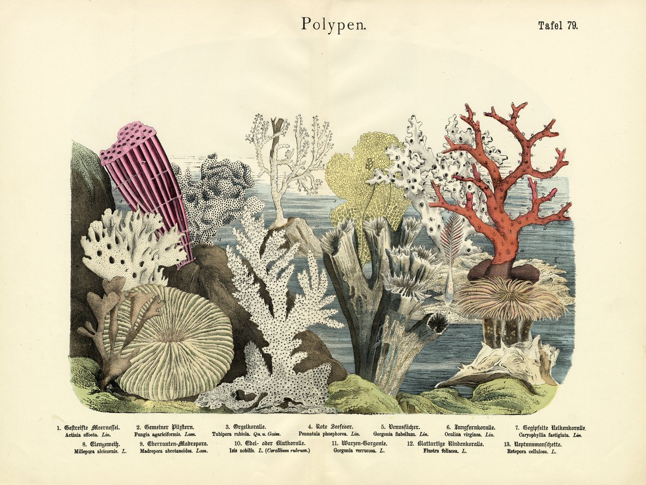 Polyps by German School