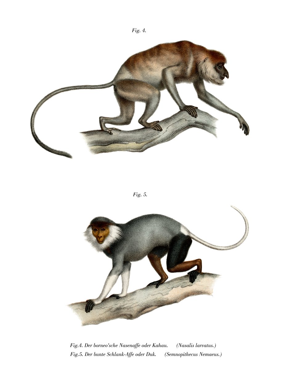 Proboscis Monkey by German School