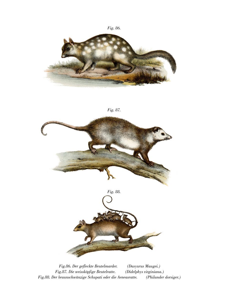 Quoll by German School