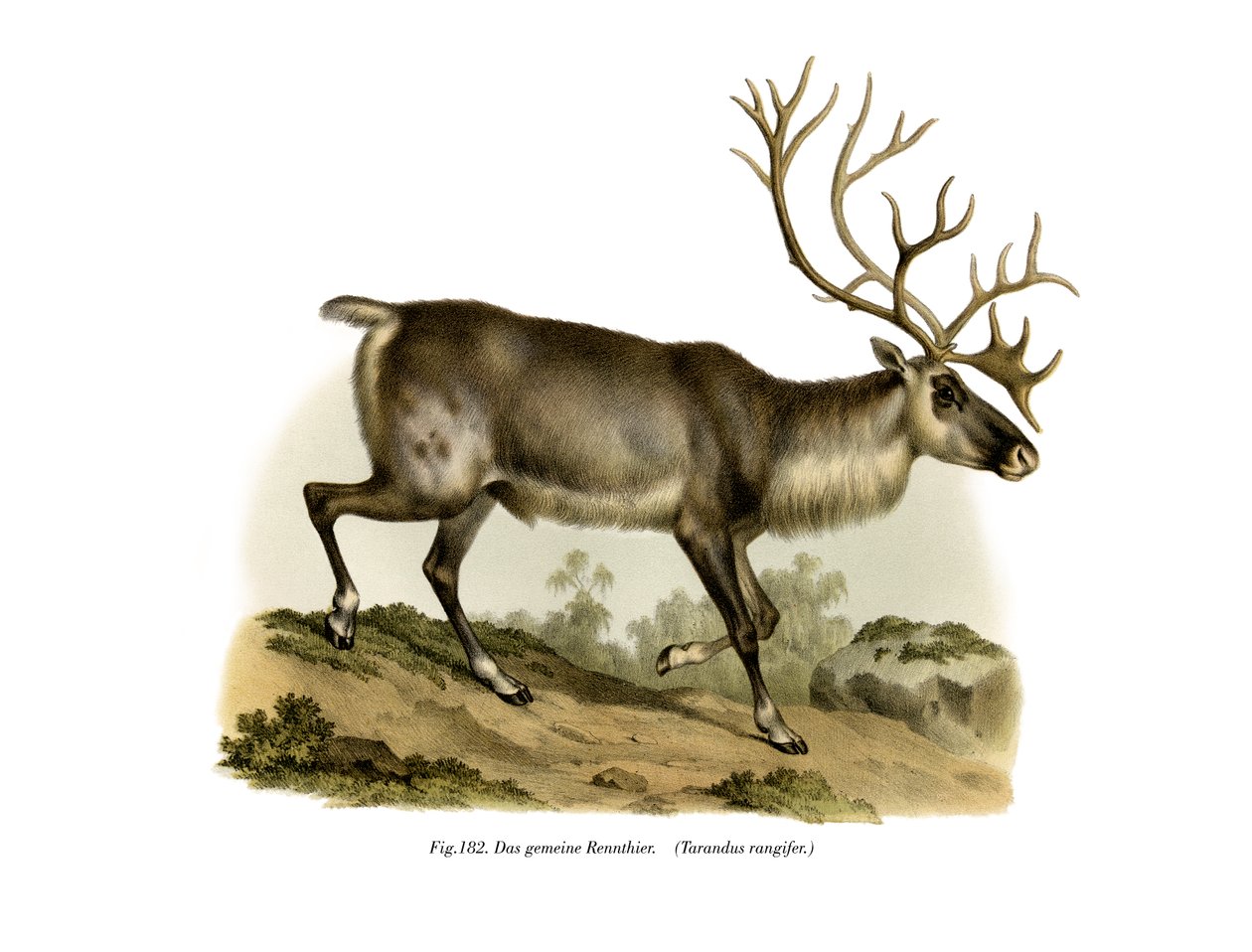 Reindeer by German School