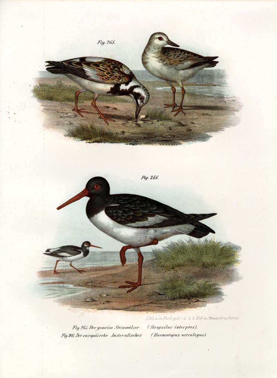 Ruddy Turnstone by German School