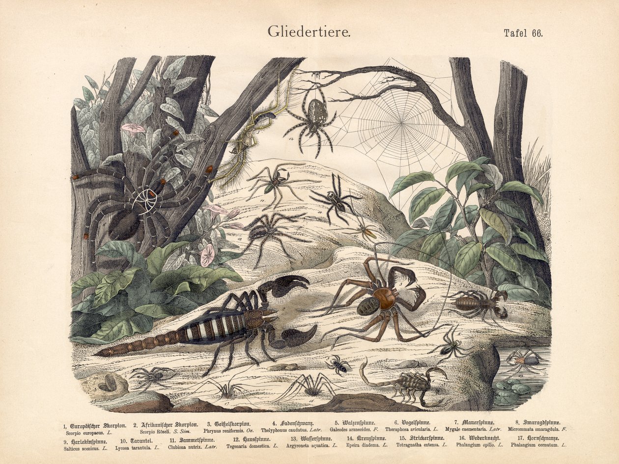 Scorpions and Spiders by German School