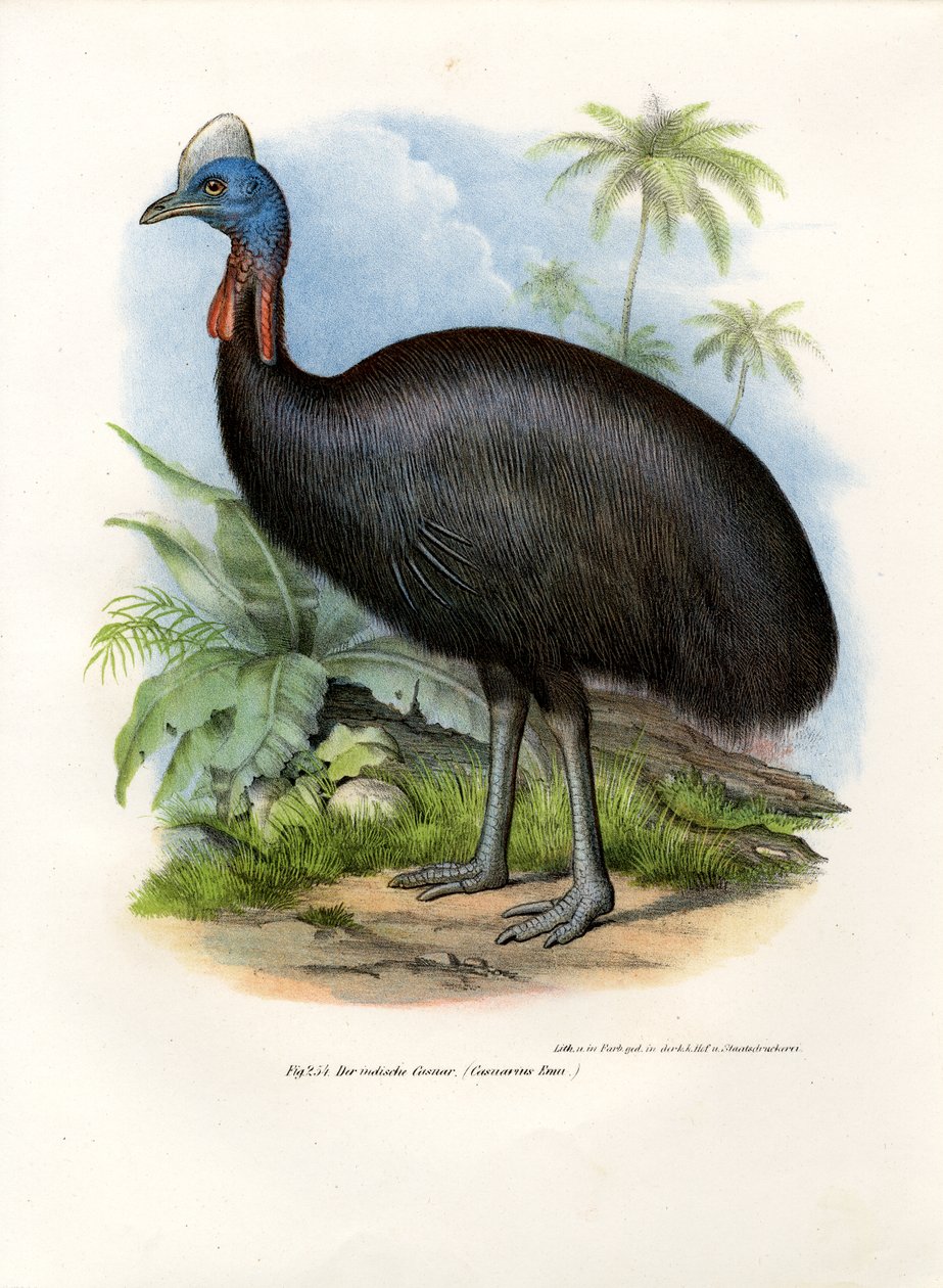 Southern Cassowary by German School