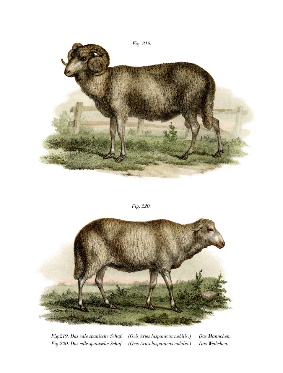 Spanish Sheep by German School