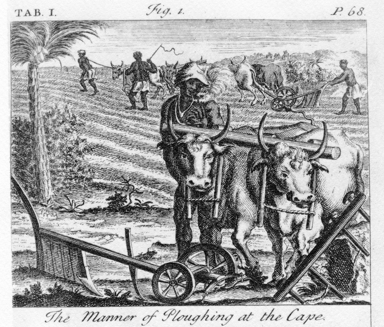The Manner of Ploughing at the Cape, an Illustration in 