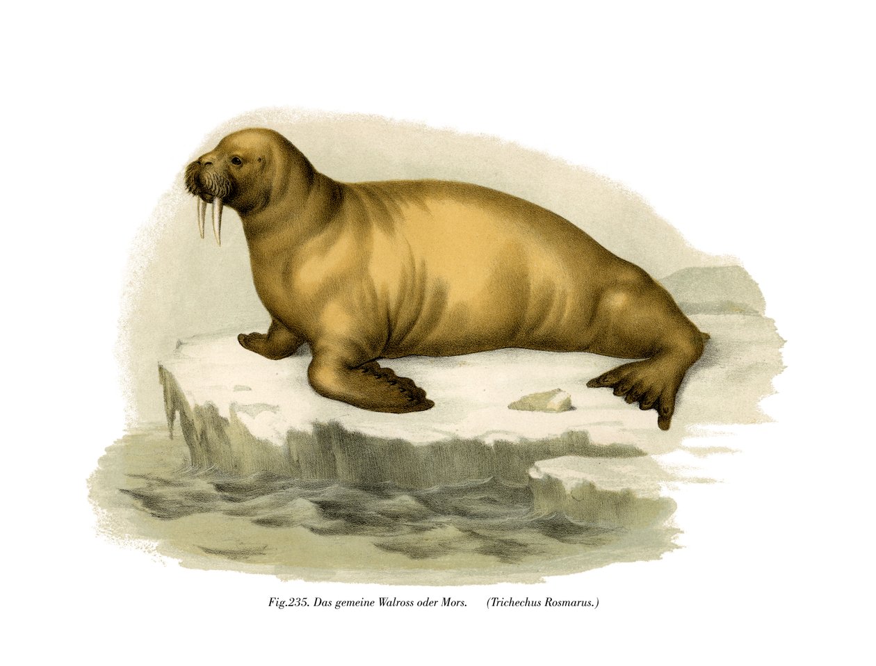 Walrus by German School