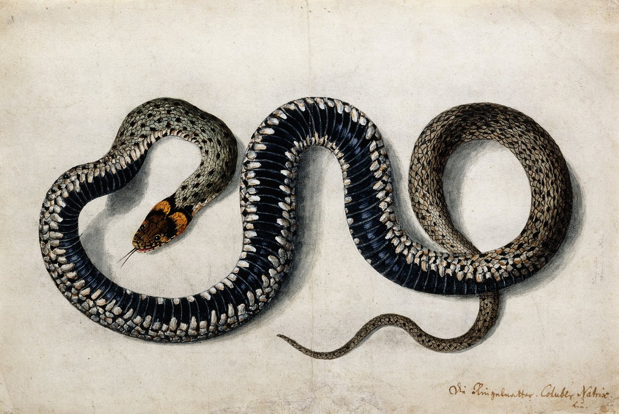 A Grass Snake, c.1675-1700 by German School