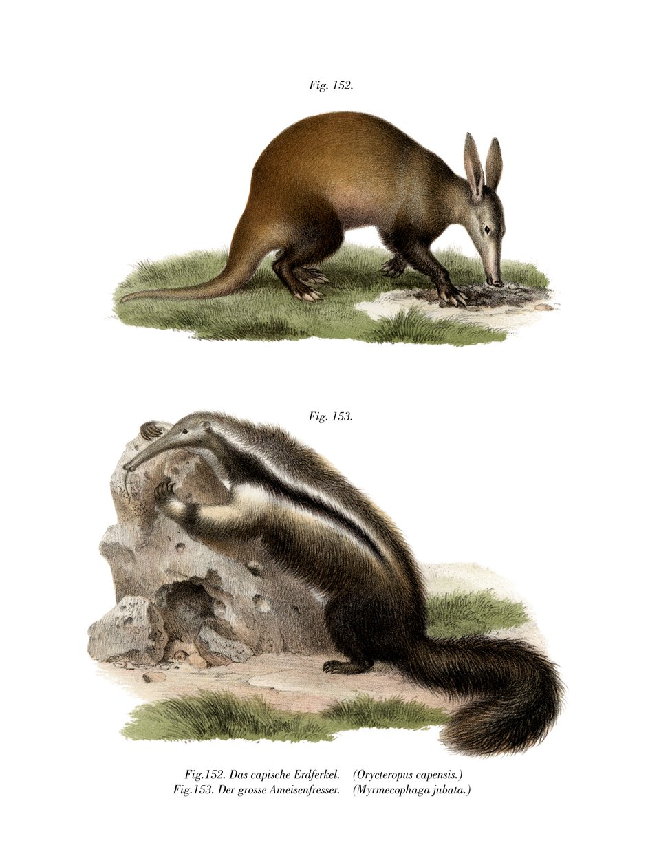 Aardvark by German School