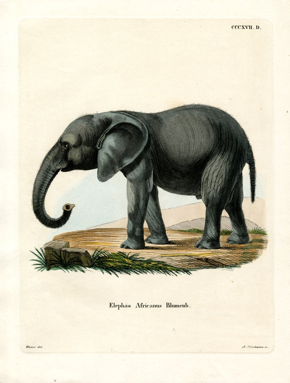 African Elephant by German School