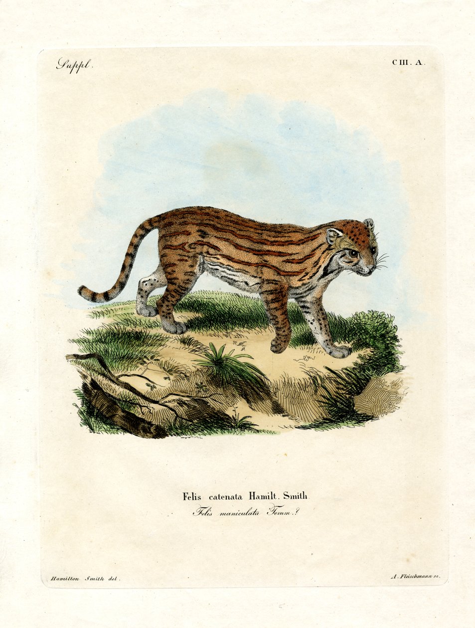 African Wild Cat by German School