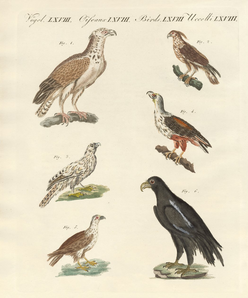 African birds by German School