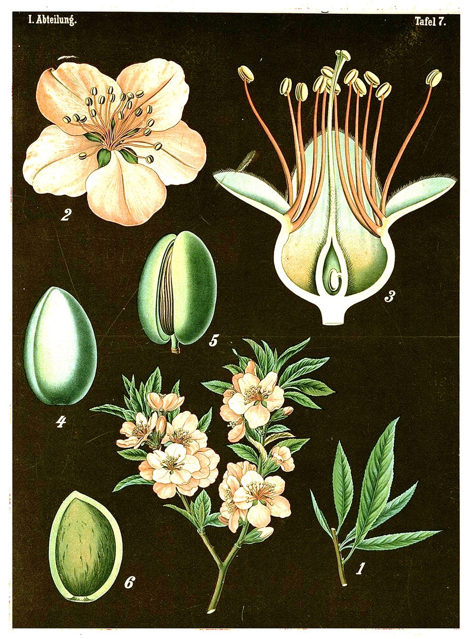 Almond (Prunus Amygdalus) by German School