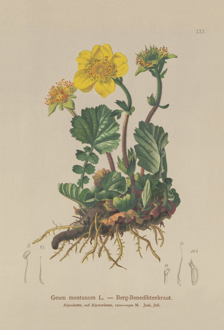 Alpine Avens by German School