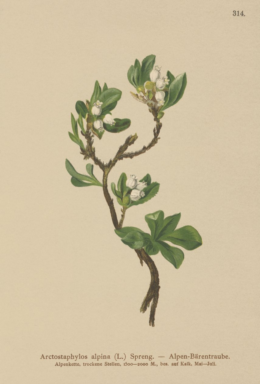 Alpine Bearberry by German School