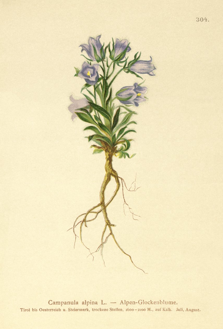 Alpine Bellflower by German School