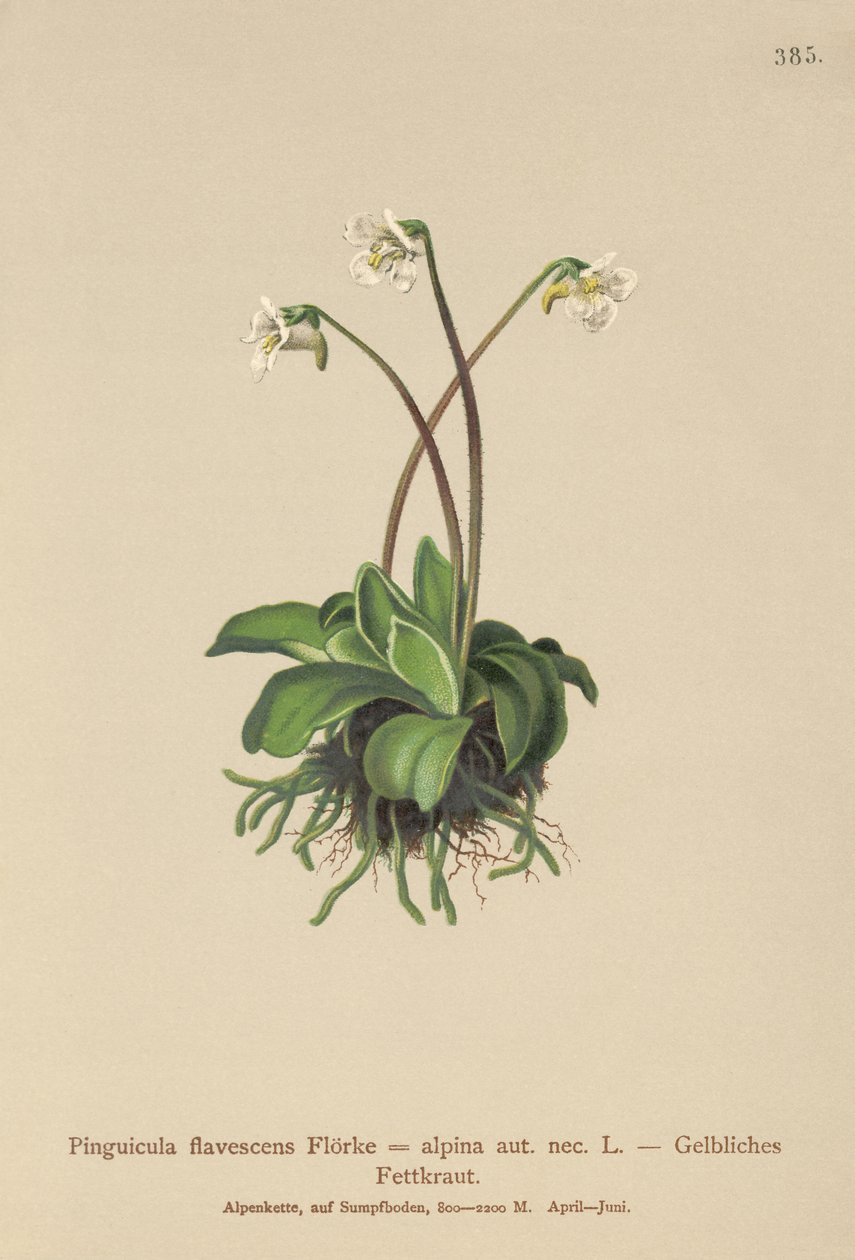 Alpine Butterwort by German School