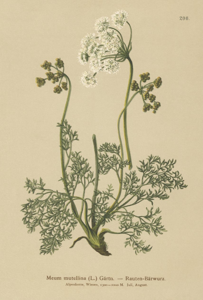 Alpine Lovage by German School