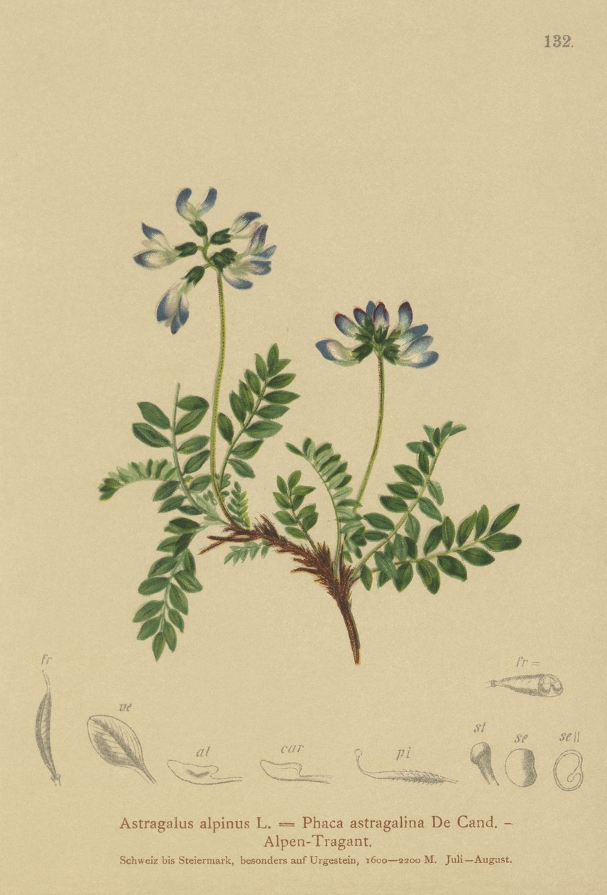 Alpine Milkvetch by German School