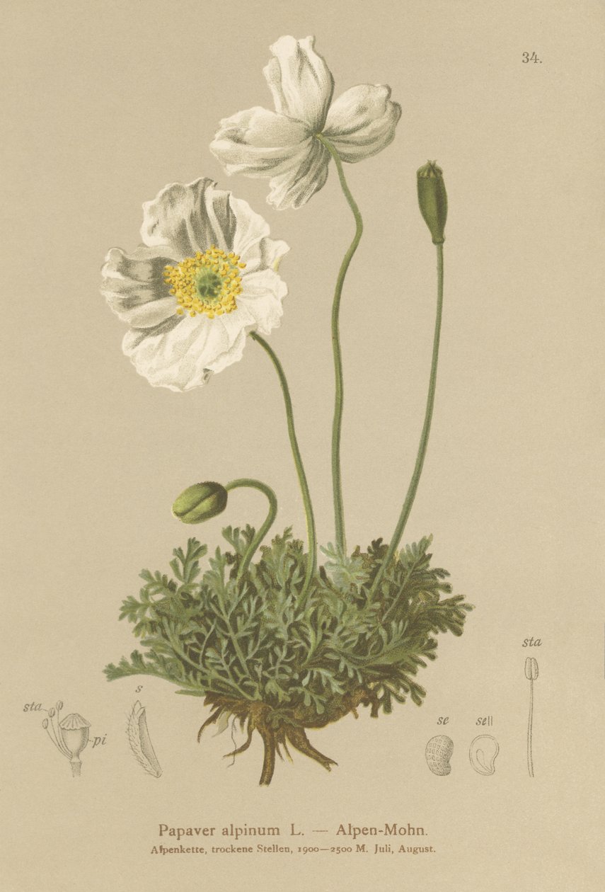 Alpine Poppy by German School