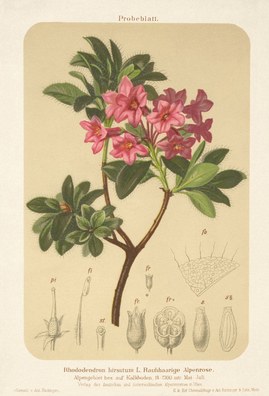 Alpine Rose (Rhododendron hirsutum) by German School