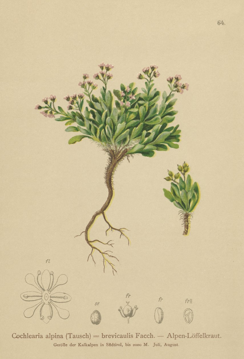 Alpine Scurvygrass by German School