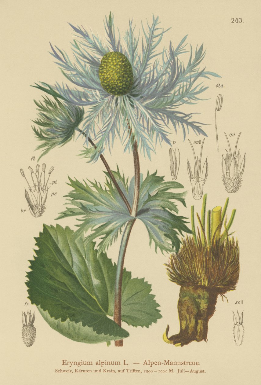 Alpine Sea Holly by German School