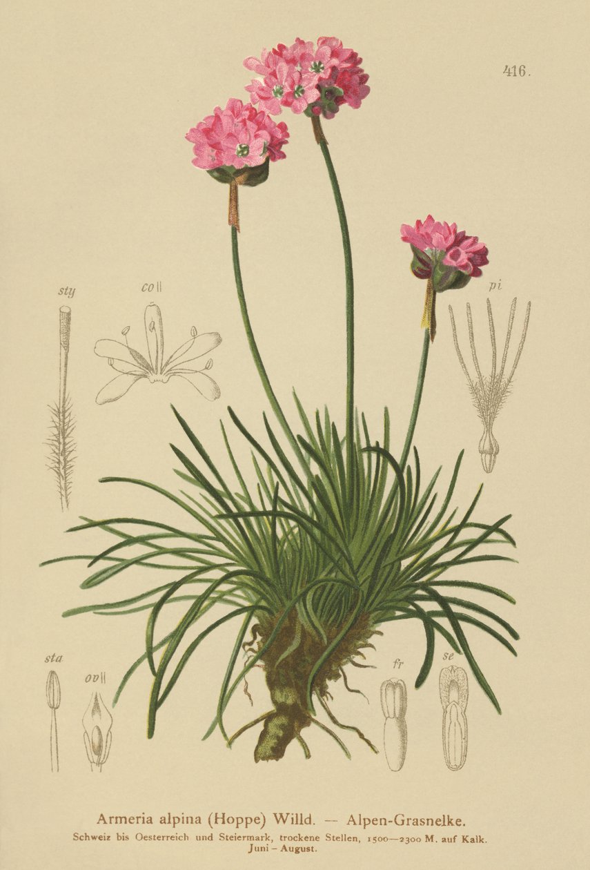 Alpine Thrift by German School