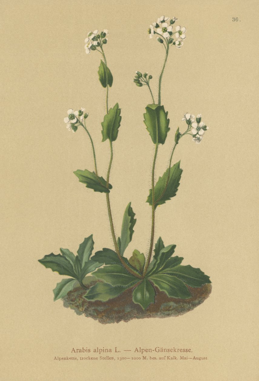 Alpine Wall-cress by German School