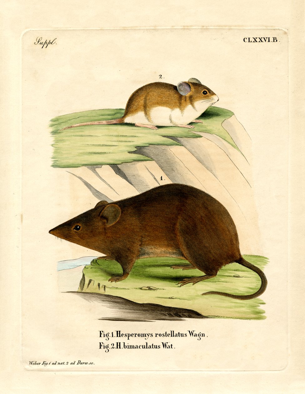 Andean Versper Mouse by German School