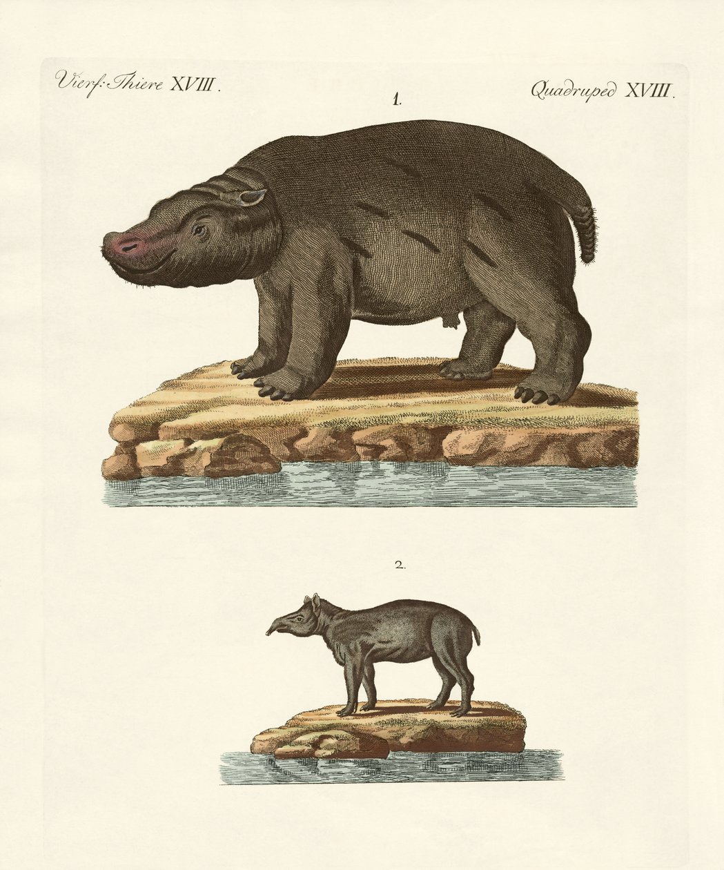 Animals from Hot Countries by German School