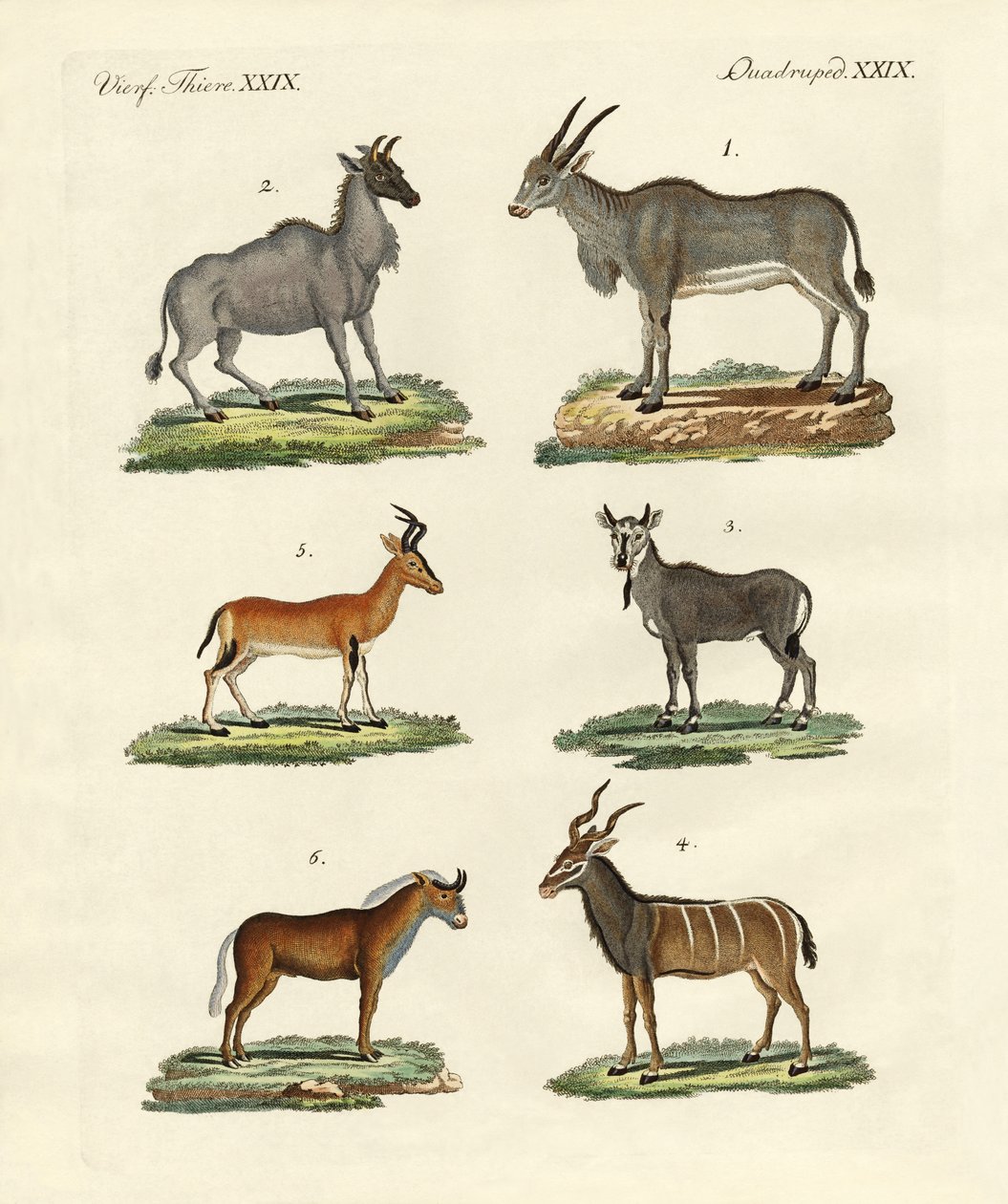 Antelopes and Gazelles by German School