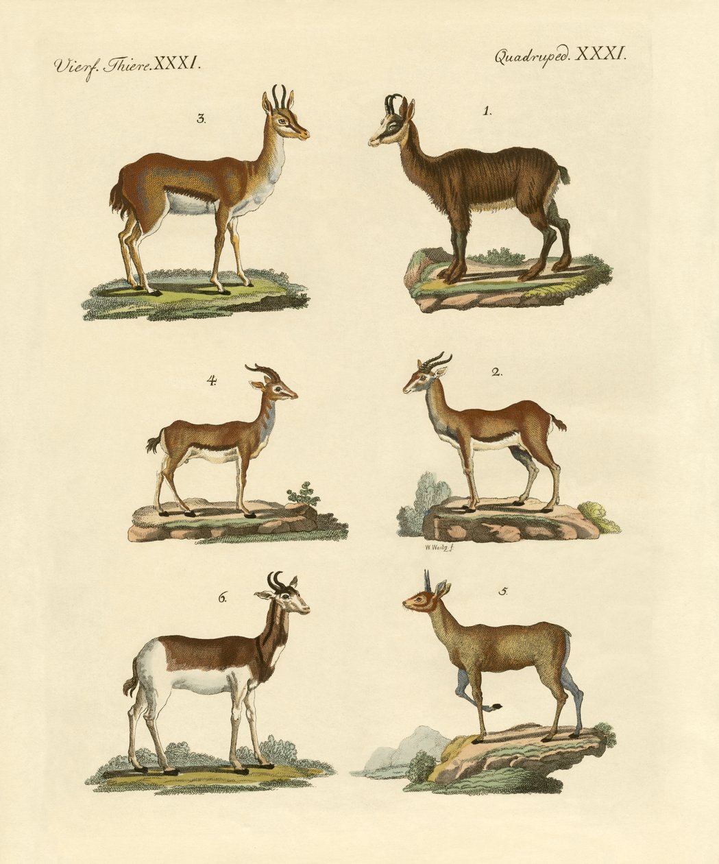 Antelopes and Gazelles by German School