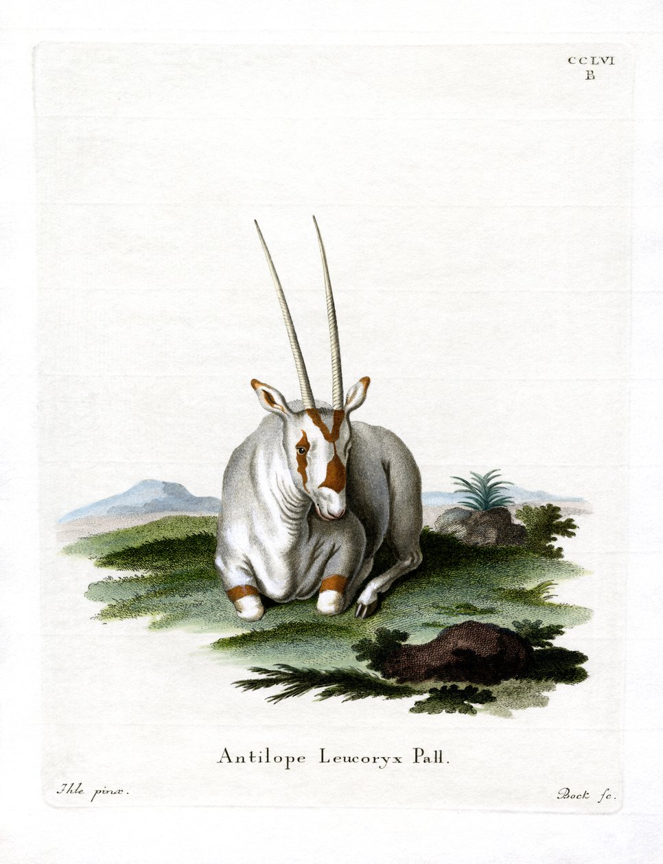 Arabian Oryx by German School