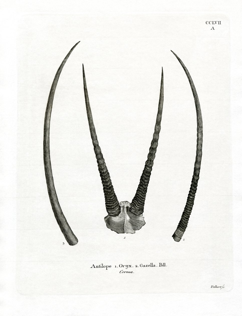 Arabian Oryx Horns by German School