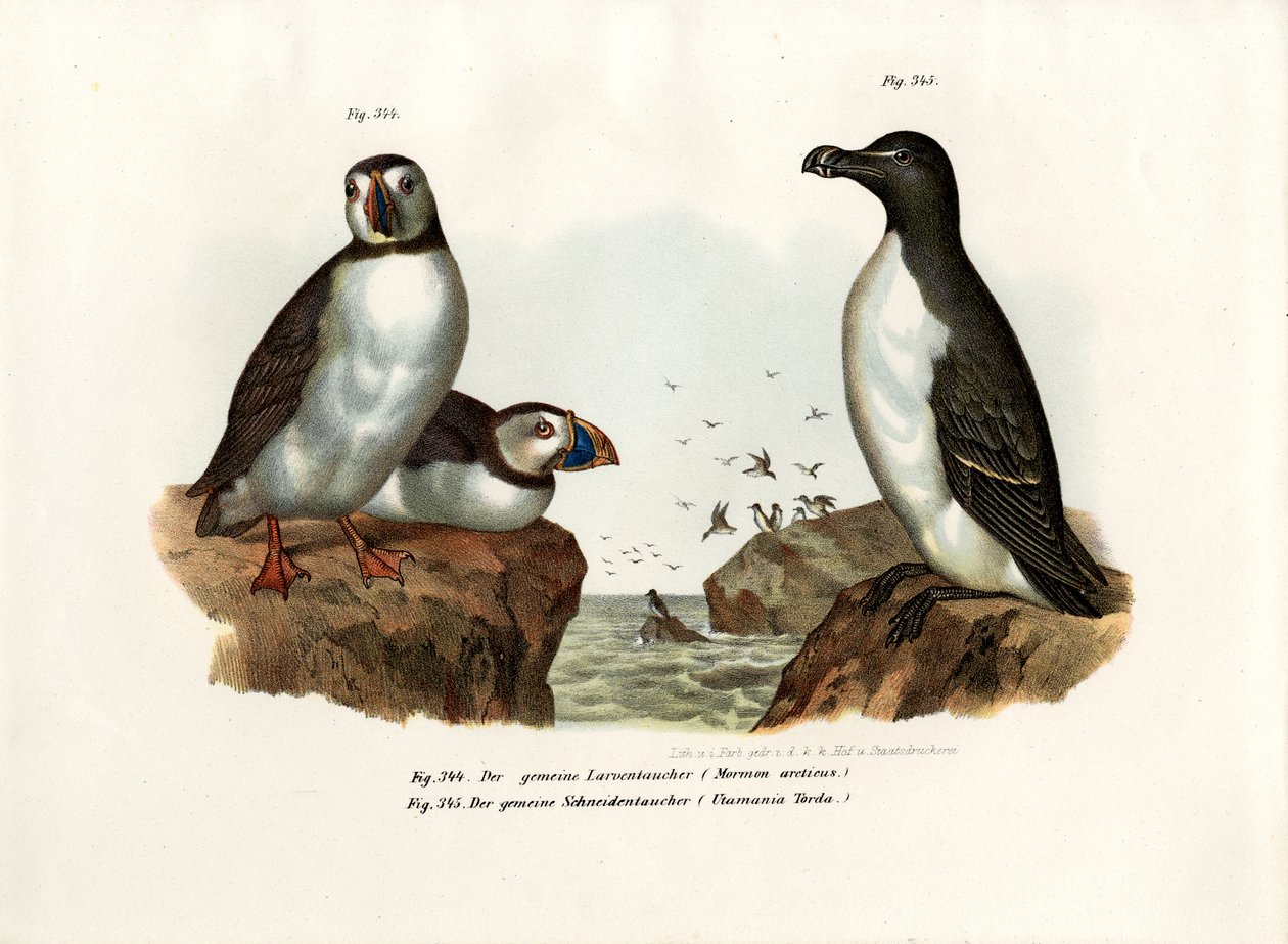 Arctic Puffin by German School